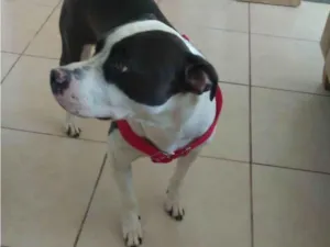 Cachorro raça Pit-Bull idade 2 a 6 meses nome Ayla