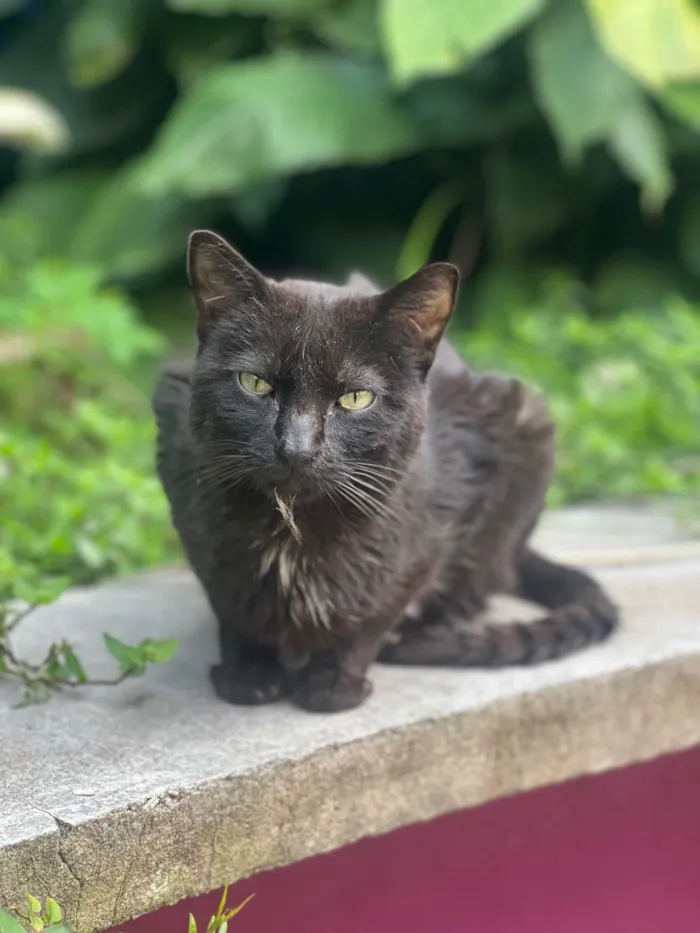 Gato ra a SRD-ViraLata idade 5 anos nome Teobaldo