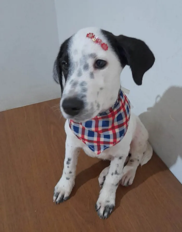 Cachorro ra a SRD-ViraLata idade 2 a 6 meses nome Becca