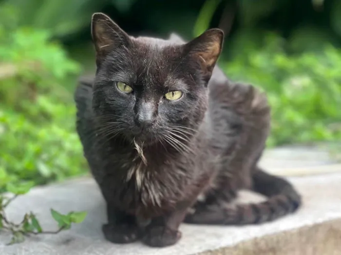 Gato ra a SRD-ViraLata idade 5 anos nome Teobaldo