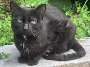 Gato raça SRD-ViraLata idade 5 anos nome Teobaldo