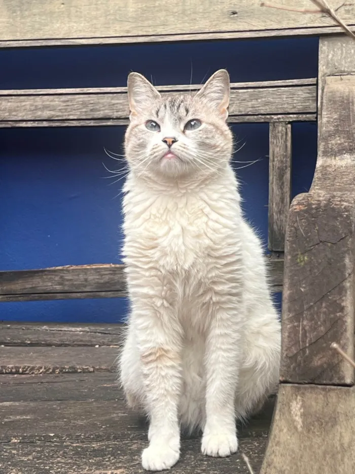 Gato ra a SRD-ViraLata idade 5 anos nome Filomena, filó p os íntimos 