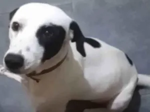 Cachorro raça SRD-ViraLata idade 3 anos nome Cleber