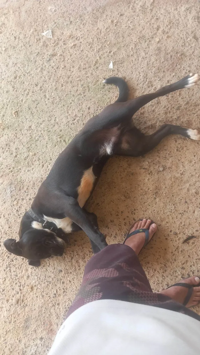 Cachorro ra a SRD-ViraLata idade 7 a 11 meses nome Bob 