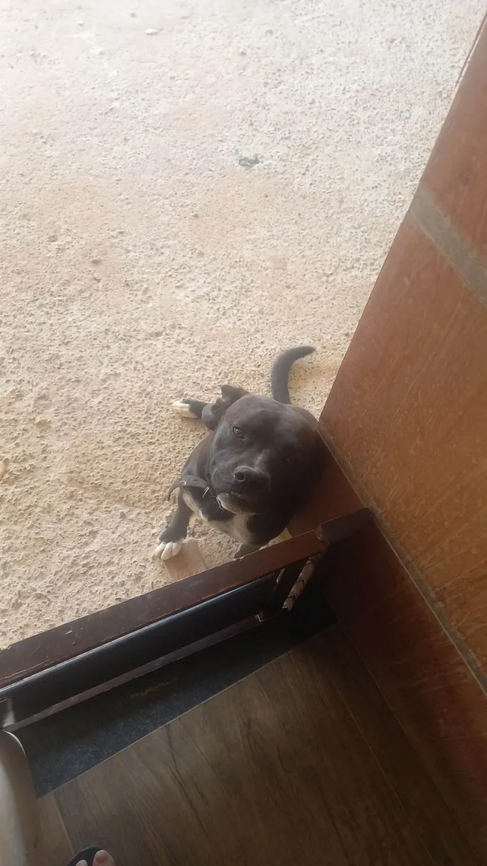 Cachorro ra a SRD-ViraLata idade 7 a 11 meses nome Bob 