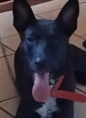 Cachorro ra a SRD-ViraLata idade 1 ano nome JUJU