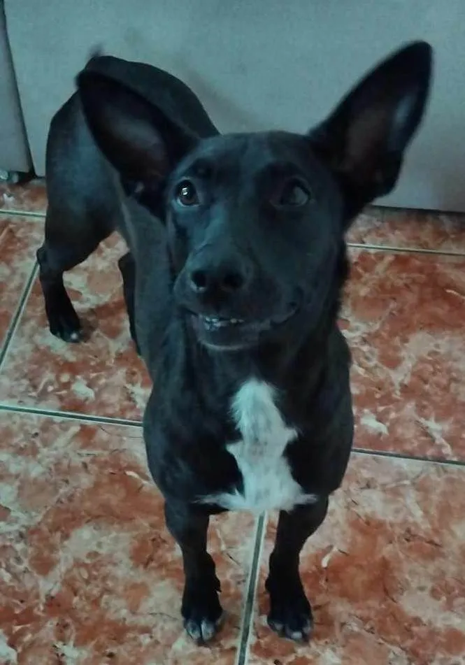 Cachorro ra a SRD-ViraLata idade 1 ano nome JUJU