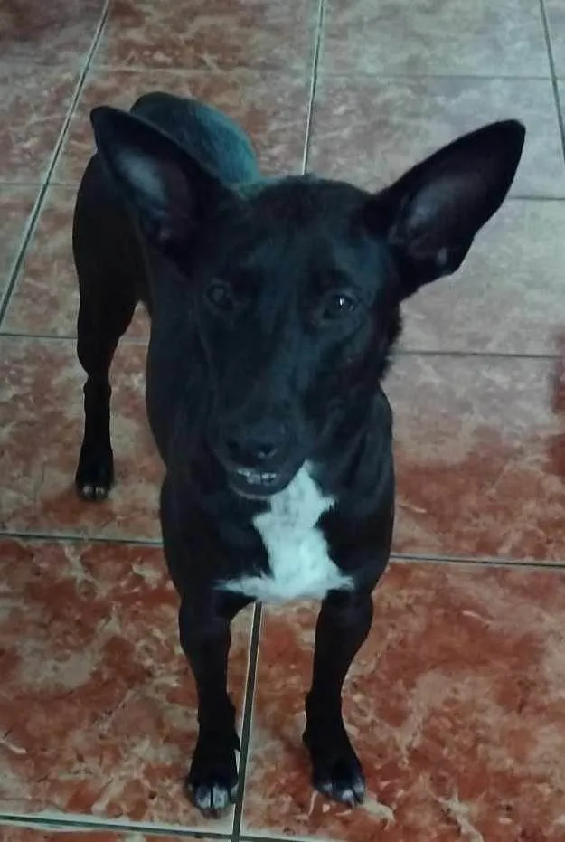 Cachorro ra a SRD-ViraLata idade 1 ano nome JUJU