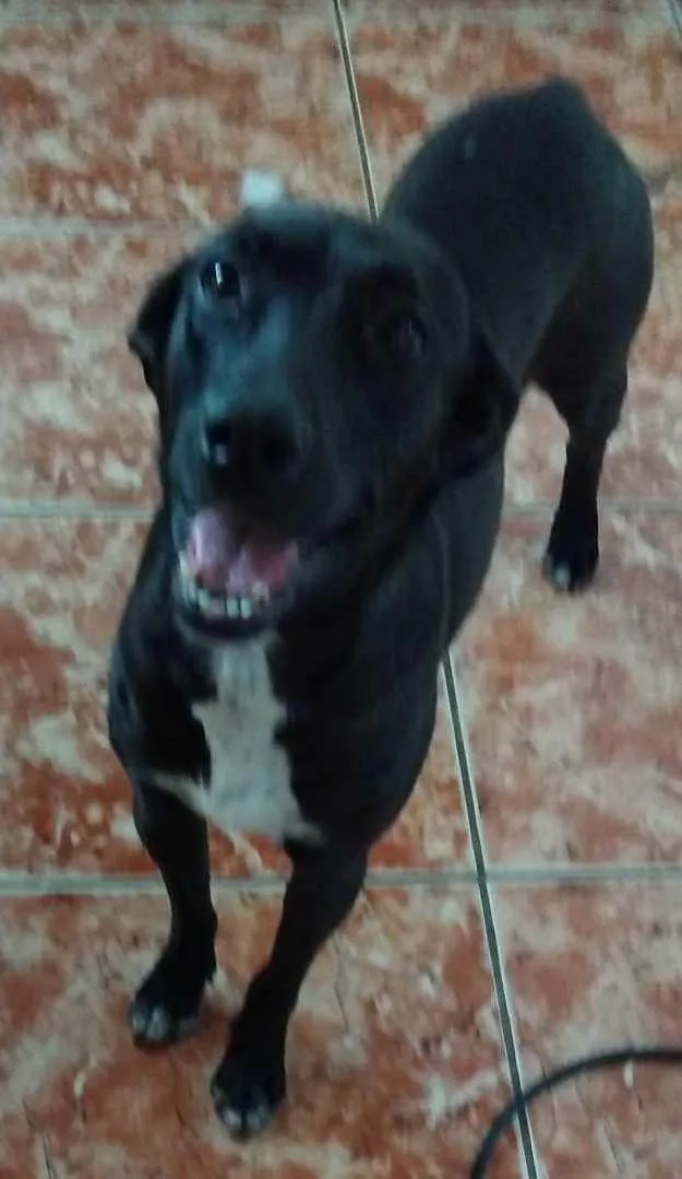 Cachorro ra a SRD-ViraLata idade 1 ano nome JUJU