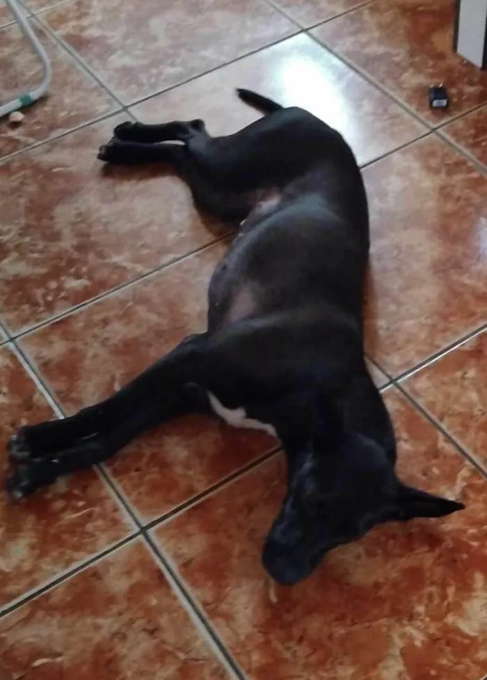 Cachorro ra a SRD-ViraLata idade 1 ano nome JUJU