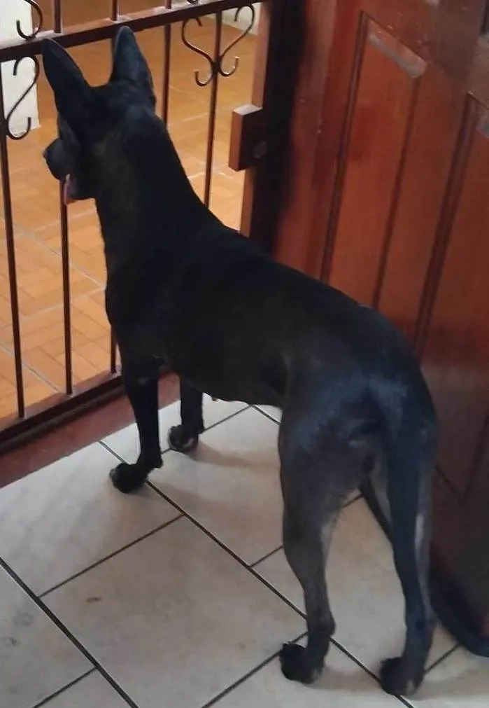 Cachorro ra a SRD-ViraLata idade 1 ano nome JUJU