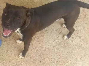 Cachorro raça SRD-ViraLata idade 7 a 11 meses nome Bob 