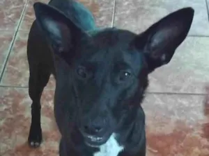 Cachorro raça SRD-ViraLata idade 1 ano nome JUJU