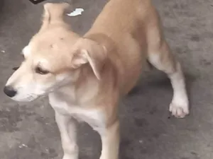 Cachorro raça SRD-ViraLata idade 2 a 6 meses nome Procurando por um lar