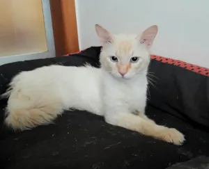 Gato raça SRD-ViraLata idade 3 anos nome Thor 