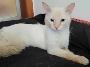 Gato raça SRD-ViraLata idade 3 anos nome Thor 