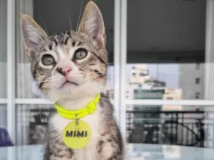 Gato raça SRD-ViraLata idade 2 a 6 meses nome Mimi