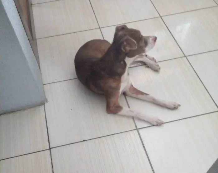 Cachorro ra a SRD-ViraLata idade 2 anos nome Tobi