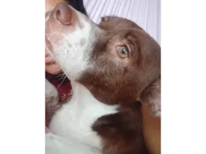 Cachorro raça SRD-ViraLata idade 2 anos nome Tobi