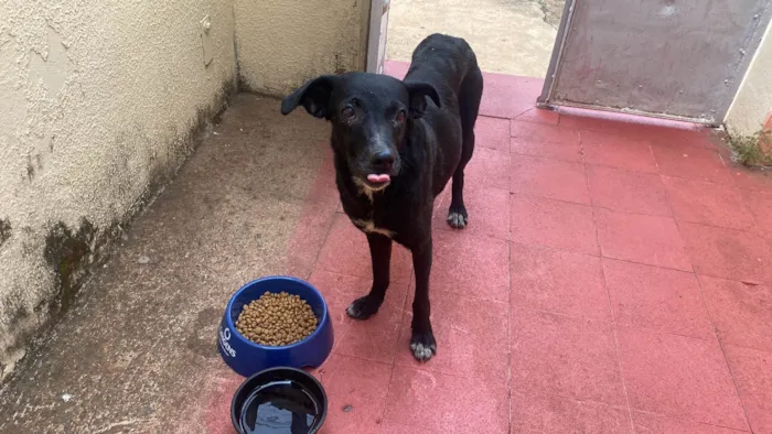 Cachorro ra a SRD-ViraLata idade 3 anos nome Pretinha 