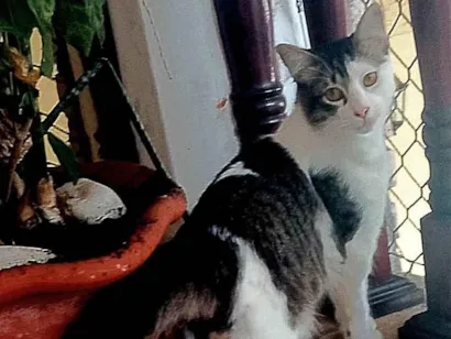 Gato raça SRD-ViraLata idade 7 a 11 meses nome Jorginho