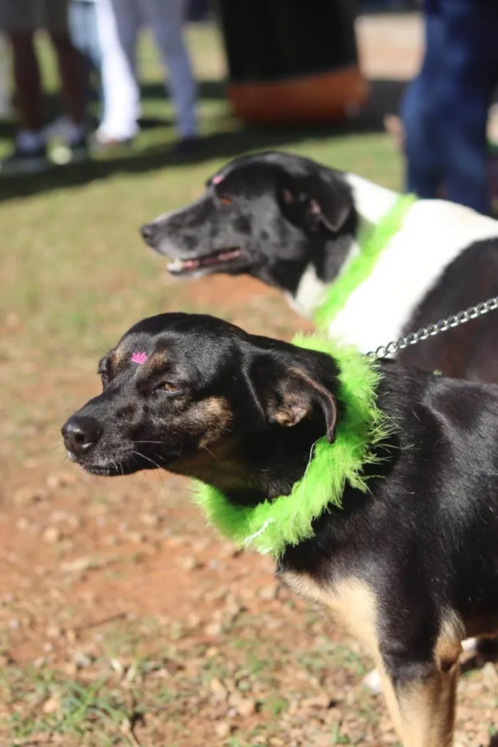 Cachorro ra a SRD-ViraLata idade 1 ano nome Tiana