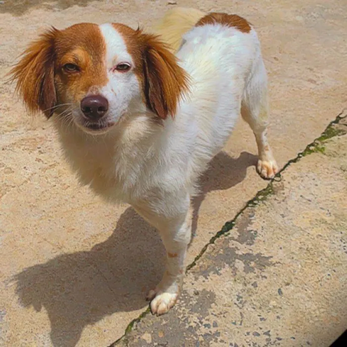 Cachorro ra a SRD-ViraLata idade 1 ano nome DUDU