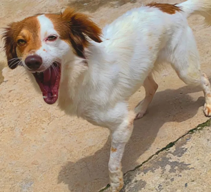 Cachorro ra a SRD-ViraLata idade 1 ano nome DUDU