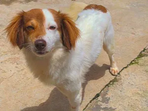 Cachorro raça SRD-ViraLata idade 1 ano nome DUDU