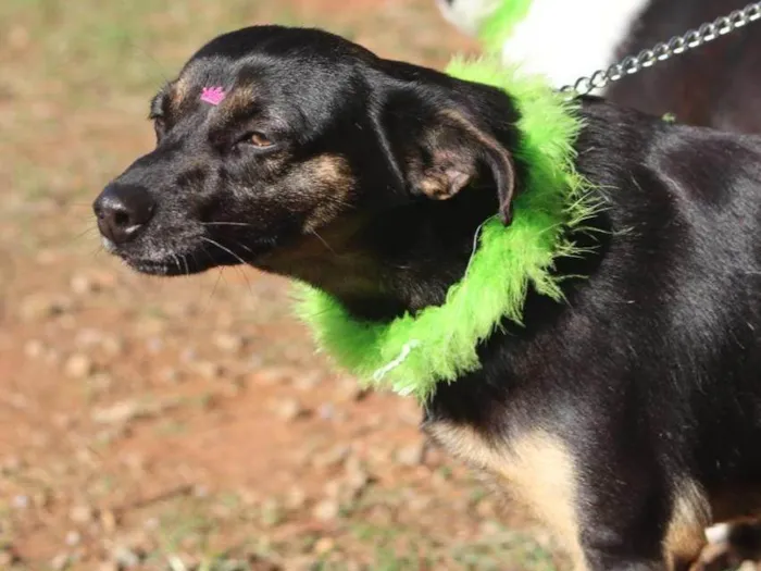 Cachorro ra a SRD-ViraLata idade 1 ano nome Tiana