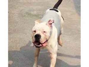 Cachorro raça Pit-Bull idade 3 anos nome MAX