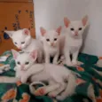 Chico Bento