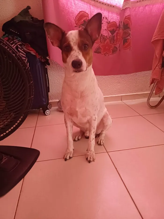 Cachorro ra a SRD-ViraLata idade 3 anos nome Papito