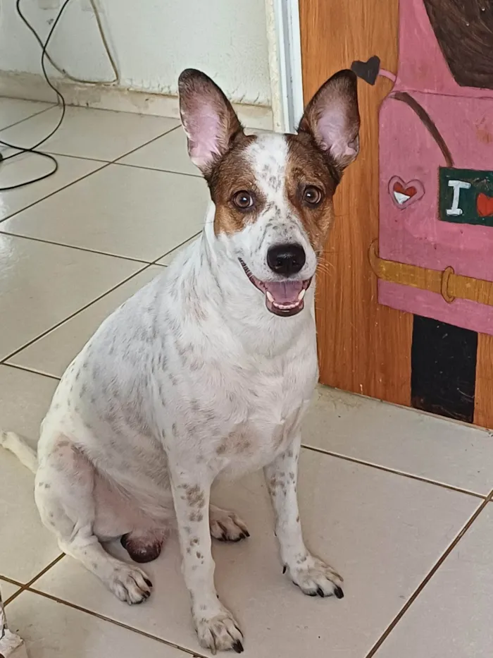 Cachorro ra a SRD-ViraLata idade 3 anos nome Papito