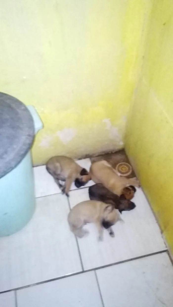 Cachorro ra a SRD-ViraLata idade 2 a 6 meses nome Sem nome ainda 