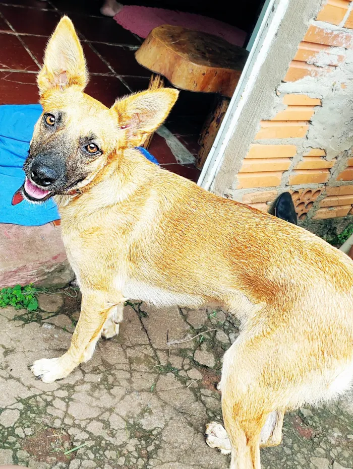 Cachorro ra a SRD-ViraLata idade 4 anos nome Laica 