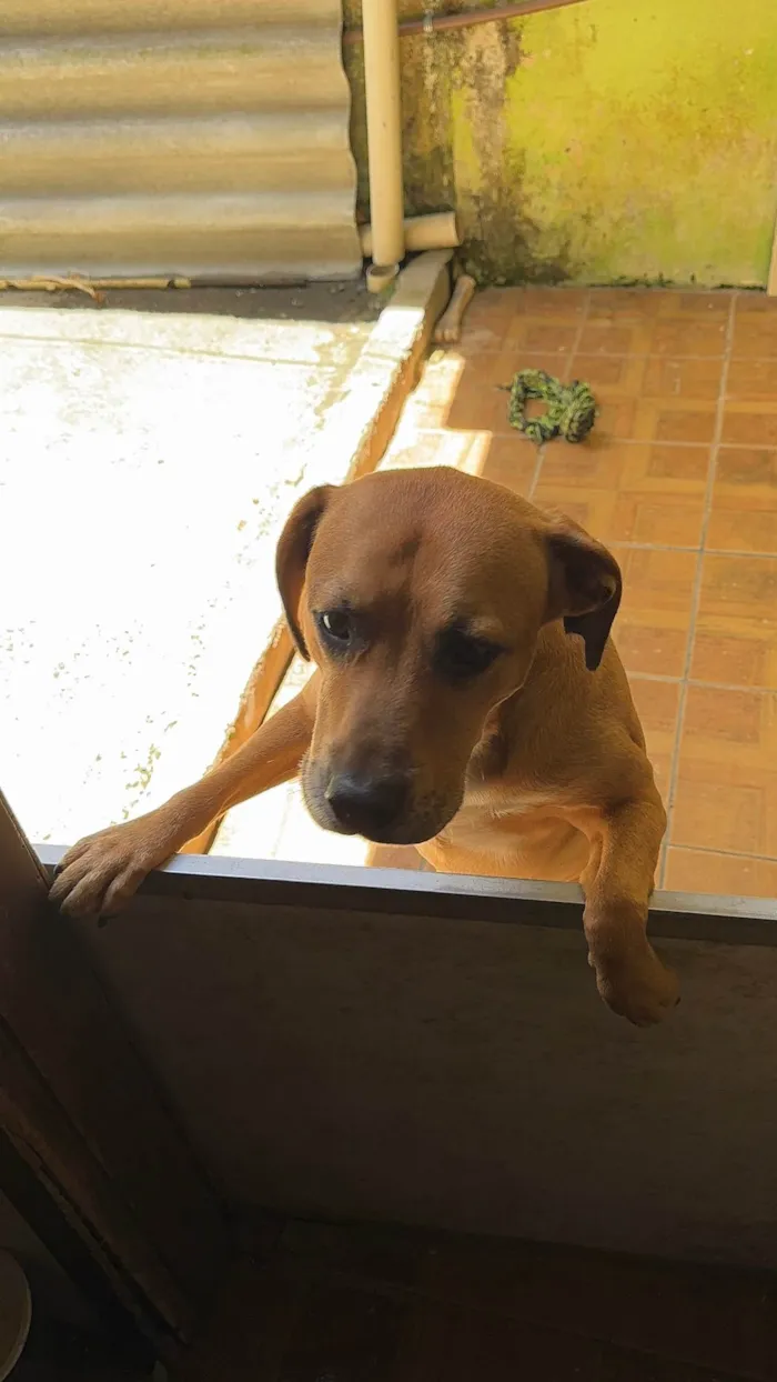 Cachorro ra a SRD-ViraLata idade 2 anos nome Brown