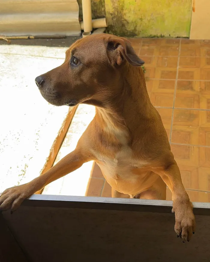 Cachorro ra a SRD-ViraLata idade 2 anos nome Brown