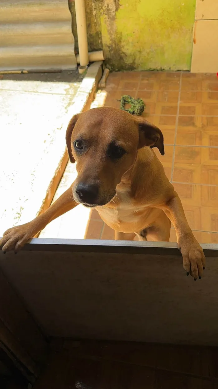 Cachorro ra a SRD-ViraLata idade 2 anos nome Brown