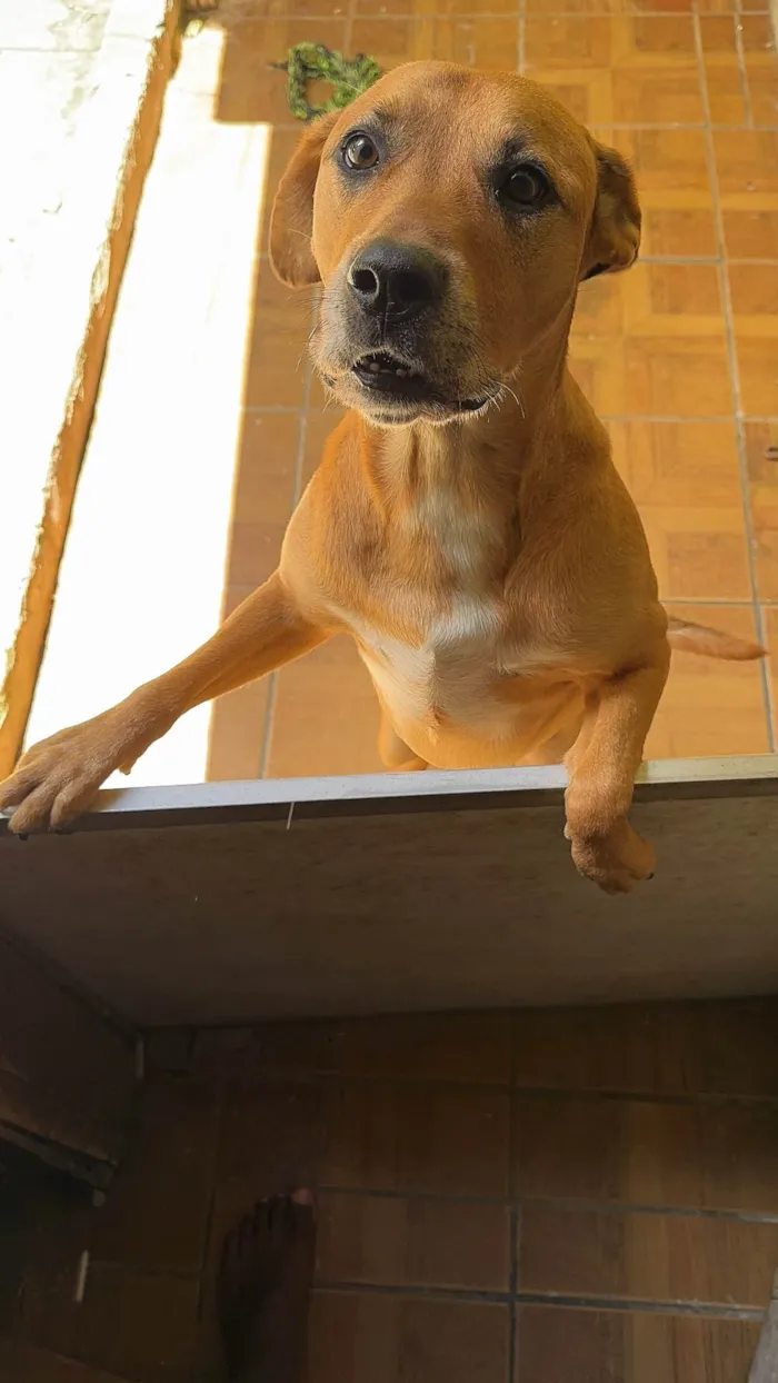 Cachorro ra a SRD-ViraLata idade 2 anos nome Brown