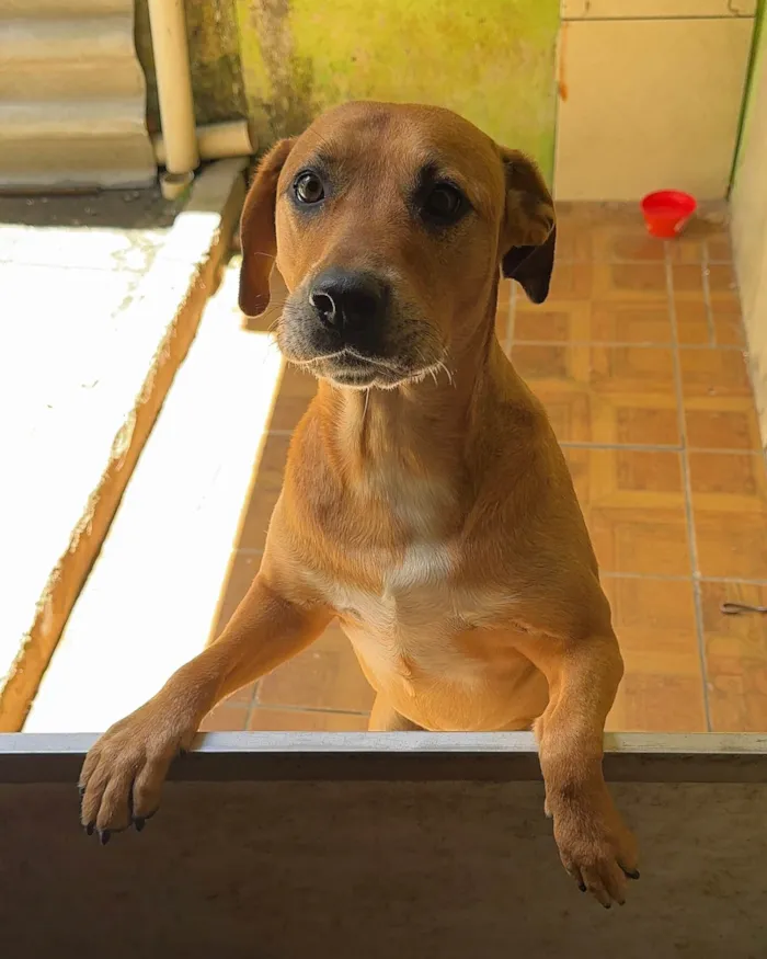 Cachorro ra a SRD-ViraLata idade 2 anos nome Brown