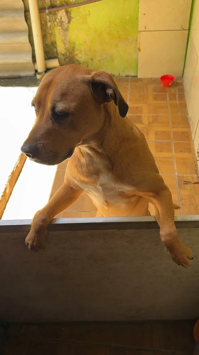 Cachorro ra a SRD-ViraLata idade 2 anos nome Brown