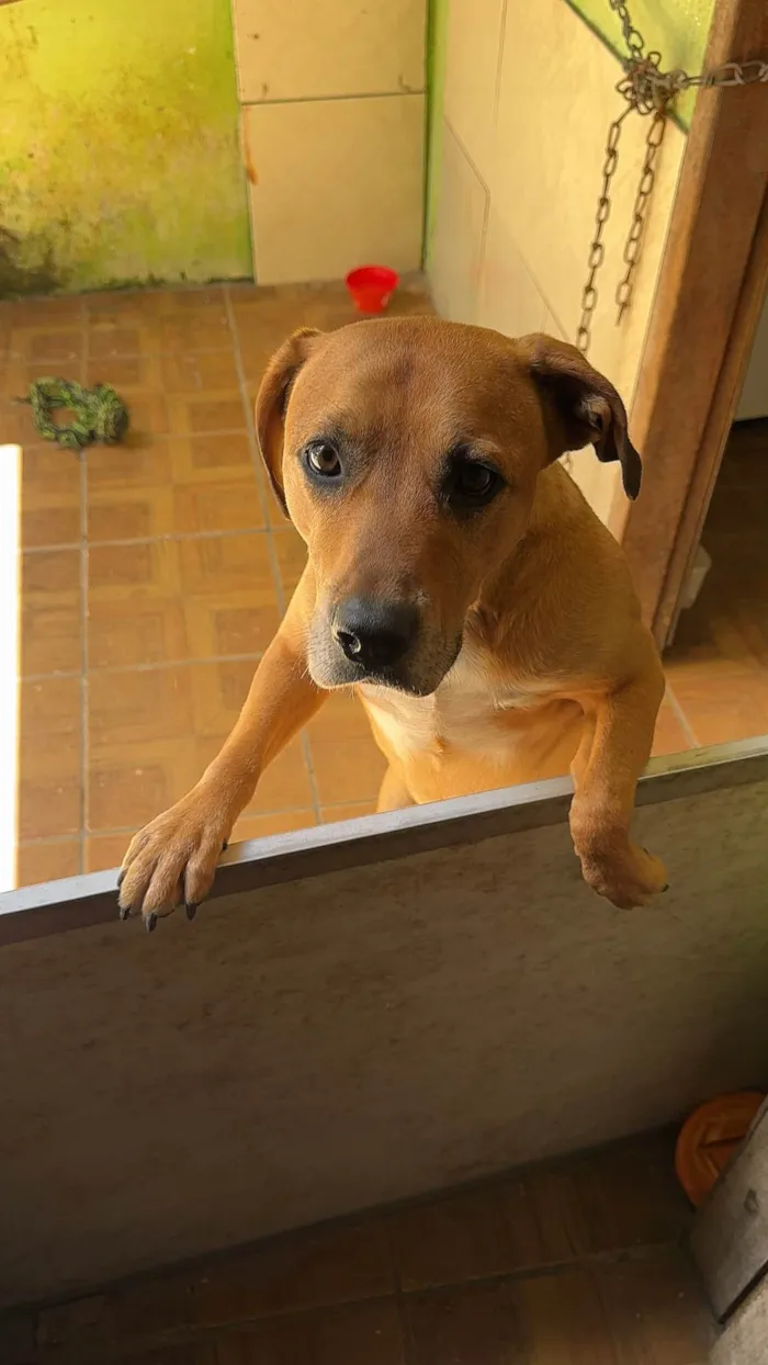 Cachorro ra a SRD-ViraLata idade 2 anos nome Brown