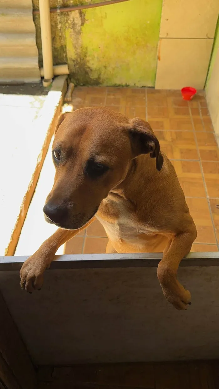 Cachorro ra a SRD-ViraLata idade 2 anos nome Brown