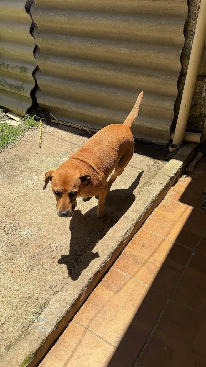 Cachorro ra a SRD-ViraLata idade 2 anos nome Brown