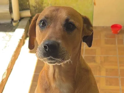 Cachorro raça SRD-ViraLata idade 2 anos nome Brown