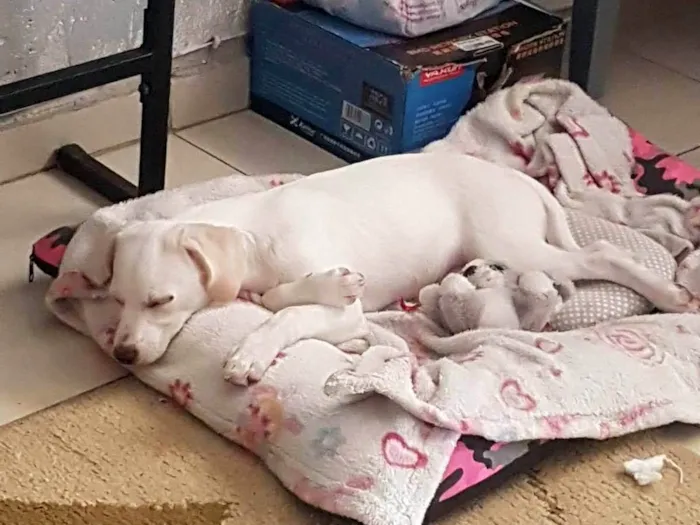 Cachorro ra a SRD-ViraLata idade 2 a 6 meses nome Pipoca