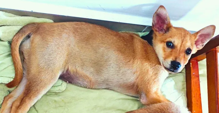 Cachorro ra a SRD-ViraLata idade 2 a 6 meses nome Sam