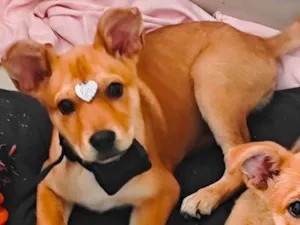 Cachorro raça SRD-ViraLata idade 2 a 6 meses nome Sam