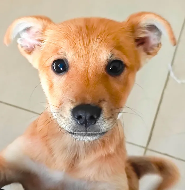 Cachorro ra a SRD-ViraLata idade 2 a 6 meses nome Thunder